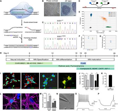 Human Motor Neurons With SOD1-G93A Mutation Generated From CRISPR/Cas9 Gene-Edited iPSCs Develop Pathological Features of Amyotrophic Lateral Sclerosis